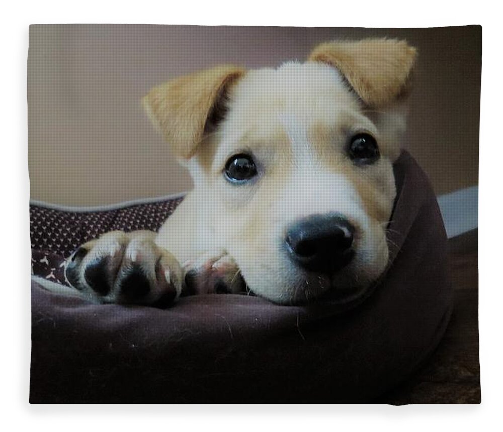 Pet Fleece Blanket featuring the photograph Lazy day by Aaron Martens
