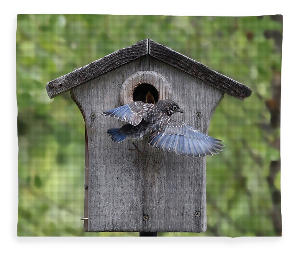 Bluebird Fleece Blanket featuring the photograph Leaving Home by Jackson Pearson