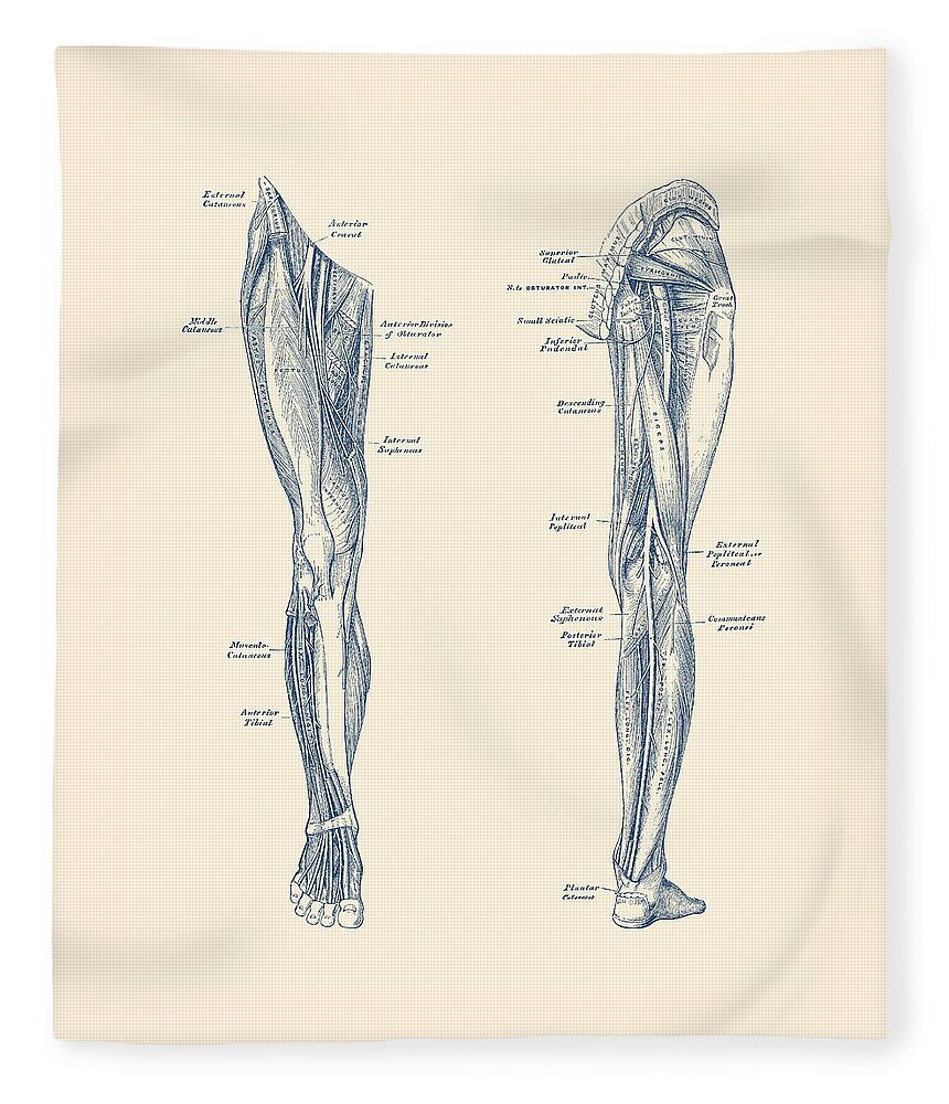 Leg Muscles Fleece Blanket featuring the drawing Leg Muscular System - Dual-View - Vintage Anatomy Print by Vintage Anatomy Prints