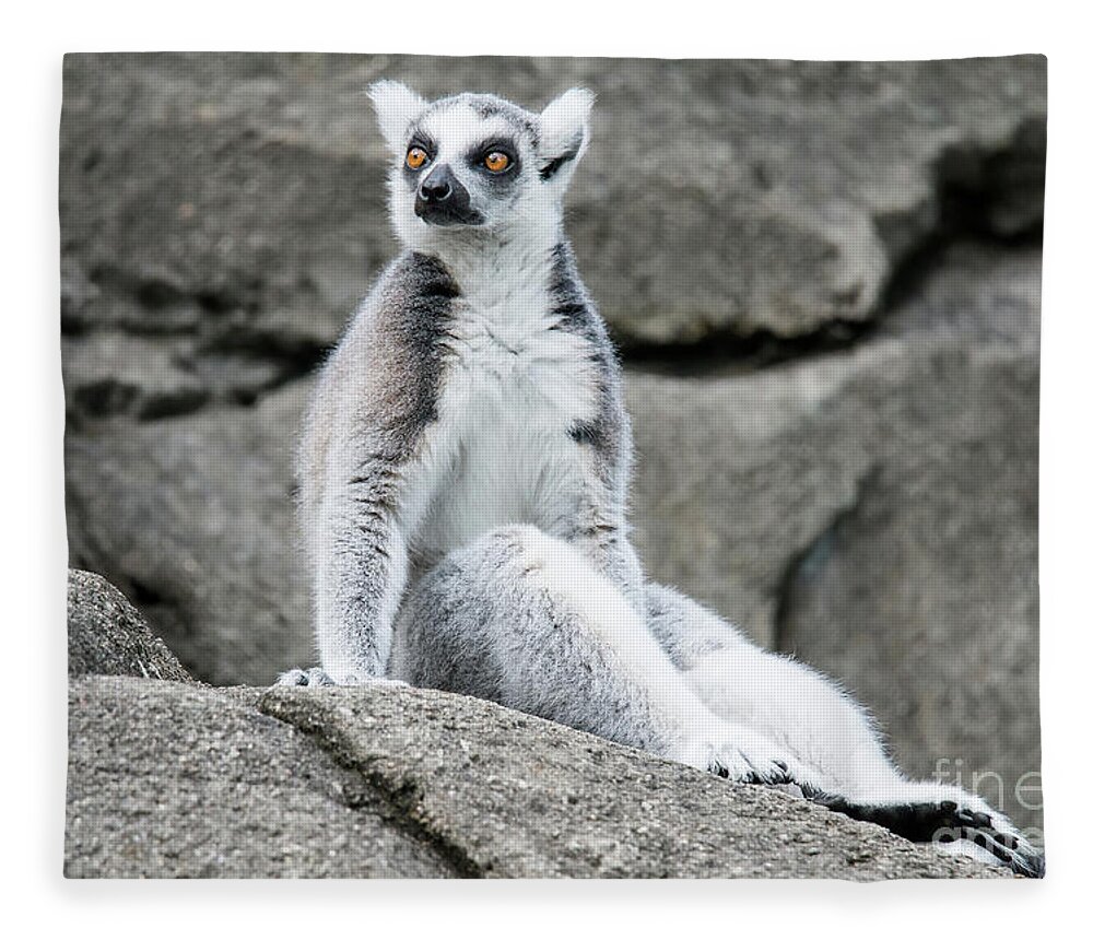 Cincinnati Zoo Fleece Blanket featuring the photograph Lemur the Cutie by Ed Taylor