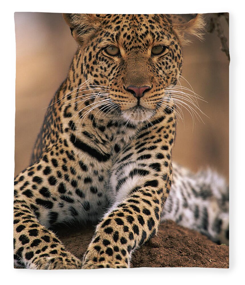 Npl Fleece Blanket featuring the photograph Leopard Panthera Pardus, Masai Mara by Anup Shah