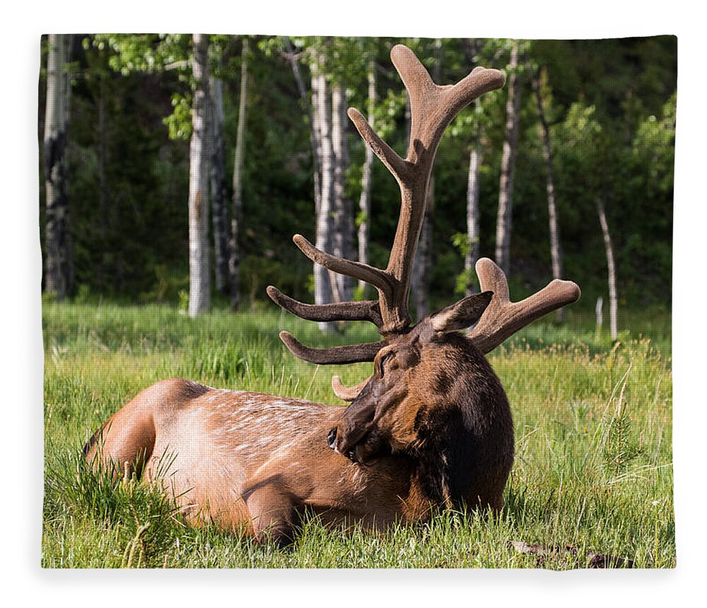 Elk Fleece Blanket featuring the photograph Let Sleeping Elk Lie by Mindy Musick King
