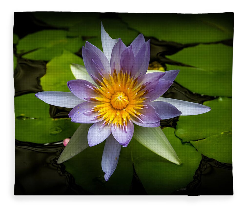 Bonnie Follett Fleece Blanket featuring the photograph Lily Queen of the Pond by Bonnie Follett