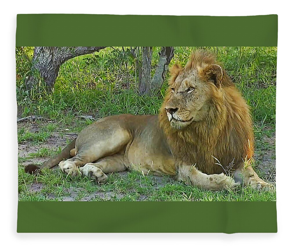 Lion Fleece Blanket featuring the photograph Lion by Gini Moore