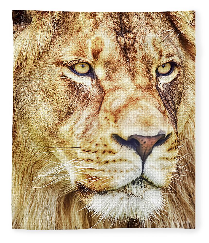 Lion Fleece Blanket featuring the photograph Lion is the King of the Jungle by David Millenheft