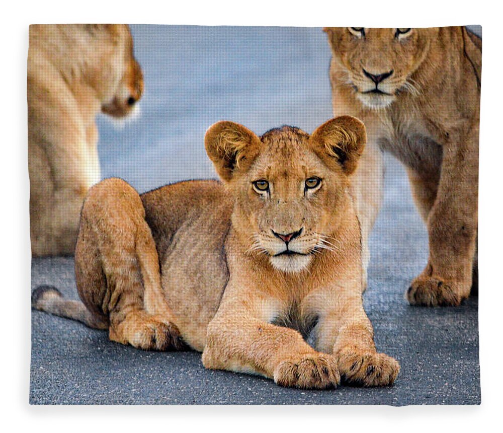 Wildlife Fleece Blanket featuring the photograph Lions stare by Gaelyn Olmsted