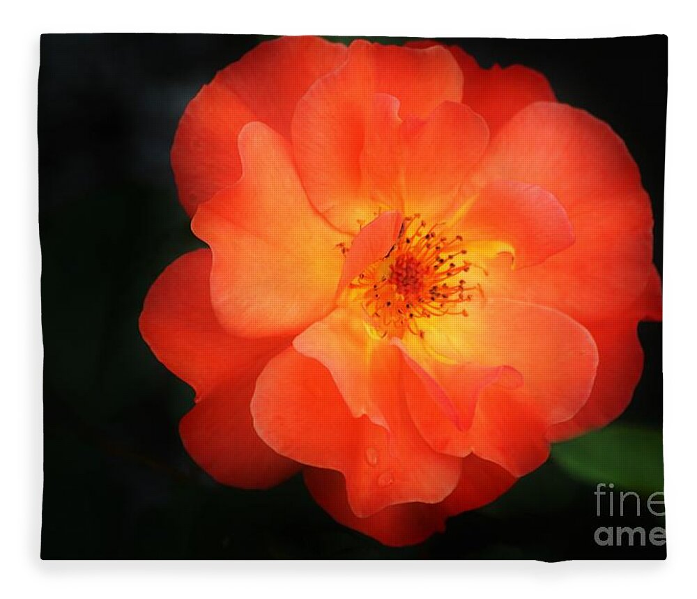 Flower Fleece Blanket featuring the photograph Lite up by Merle Grenz