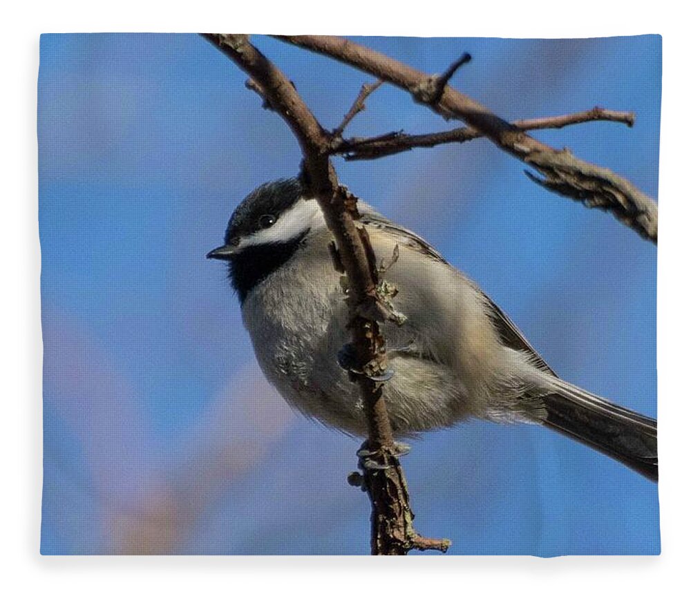 Wildlife Fleece Blanket featuring the photograph Little Chickadee by John Benedict