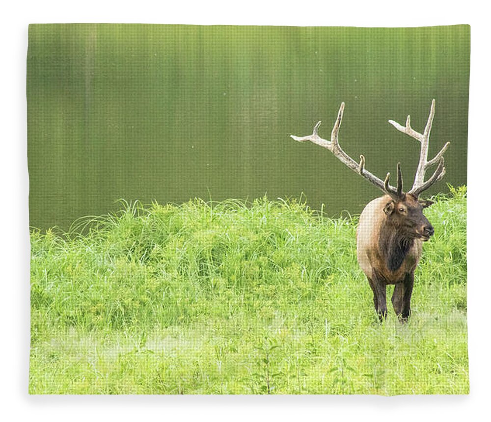 Elk Fleece Blanket featuring the photograph Lone Elk by Holly Ross