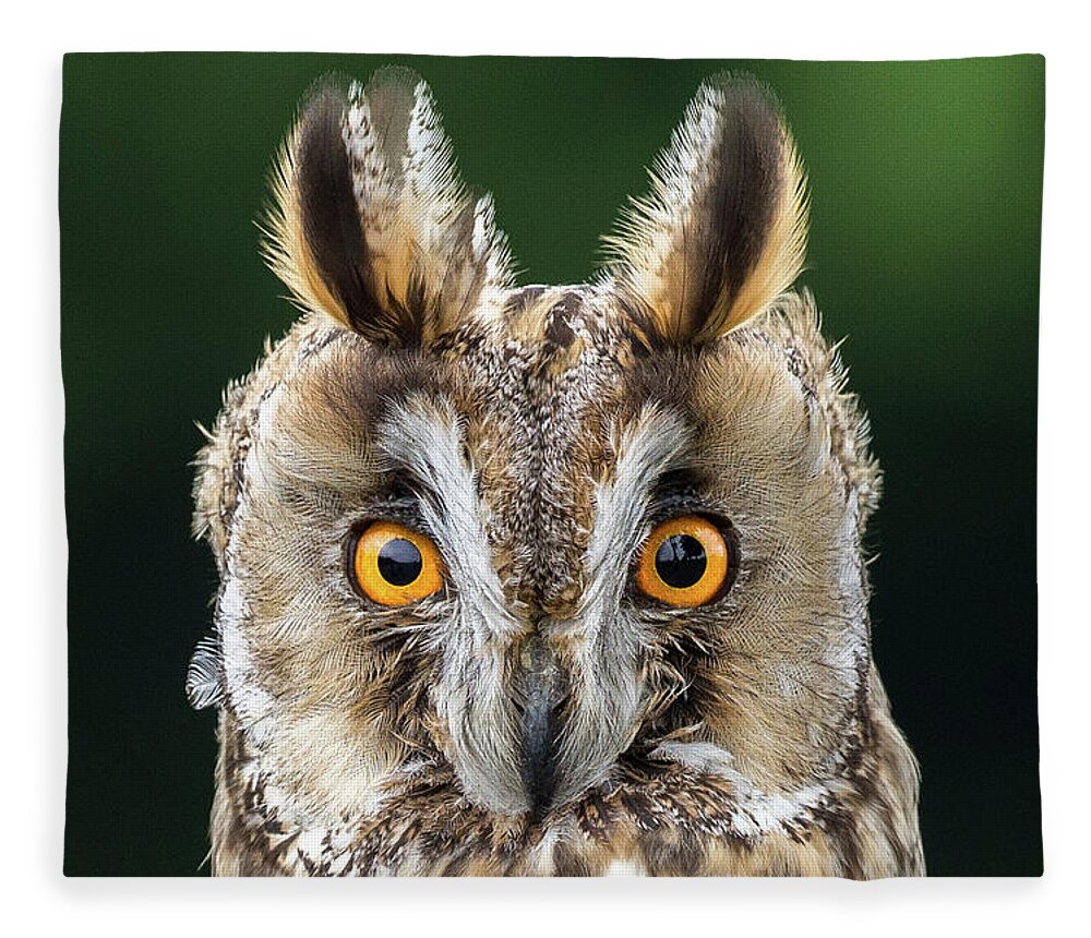 Long Eared Owl Fleece Blanket featuring the photograph Long Eared Owl 1 by Nigel R Bell