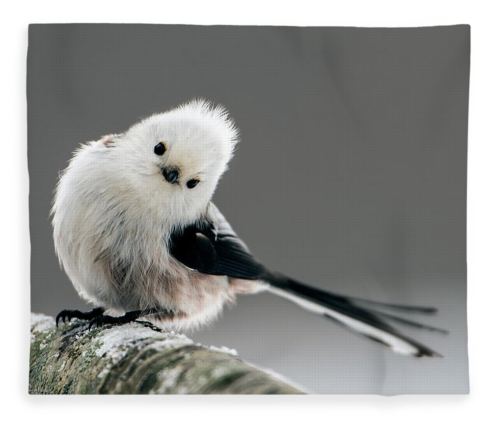 Charming Long-tailed Look Fleece Blanket featuring the photograph Charming Long-tailed look by Torbjorn Swenelius