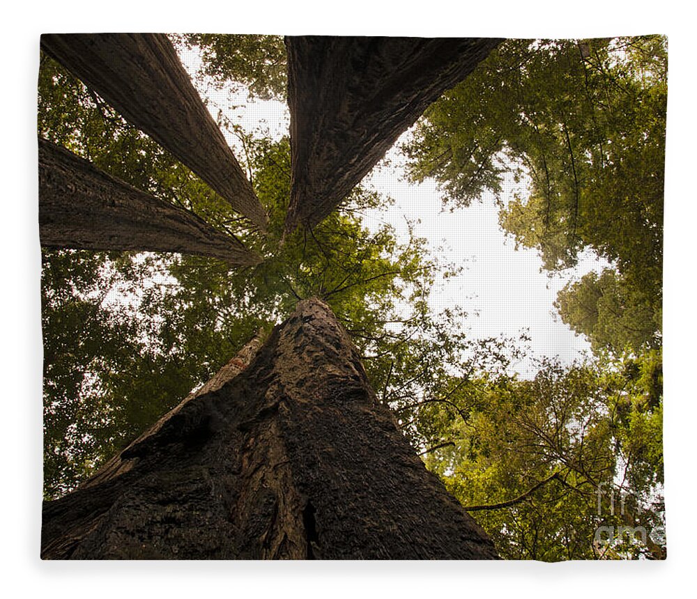 Redwoods Fleece Blanket featuring the photograph Look Up Way Up by Vivian Christopher