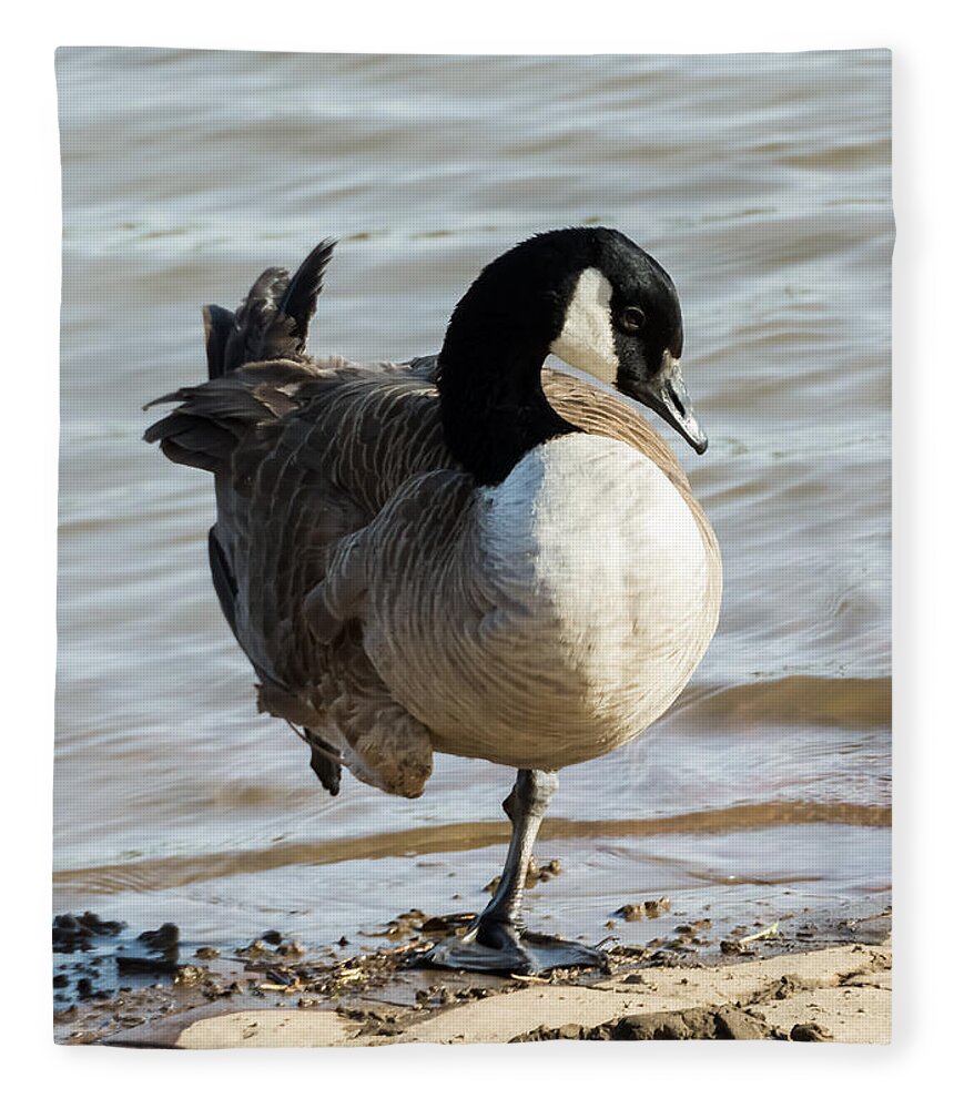Jan Holden Fleece Blanket featuring the photograph Canada Goose Looking Pretty by Holden The Moment