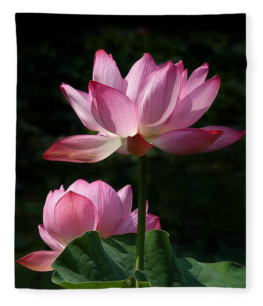 Nature Fleece Blanket featuring the photograph Lotus Beauties--Upstaged DL048 by Gerry Gantt