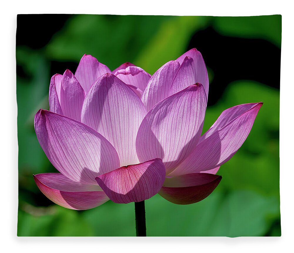 Lotus Fleece Blanket featuring the photograph Lotus Beauty--Buxom Beauty ii DL0090 by Gerry Gantt