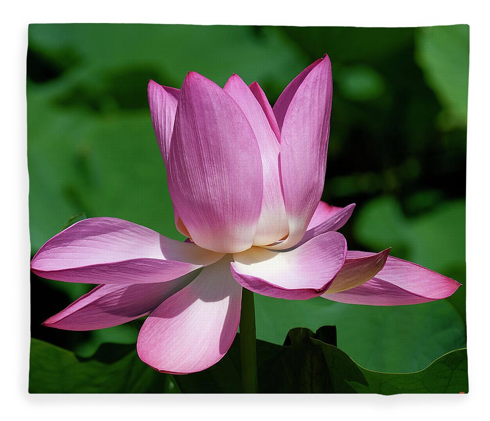 Lotus Fleece Blanket featuring the photograph Lotus Bud--Almost There ii DL0097 by Gerry Gantt