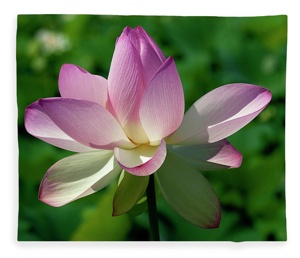 Lotus Fleece Blanket featuring the photograph Lotus Bud--Getting the Hang of It iv DL0096 by Gerry Gantt