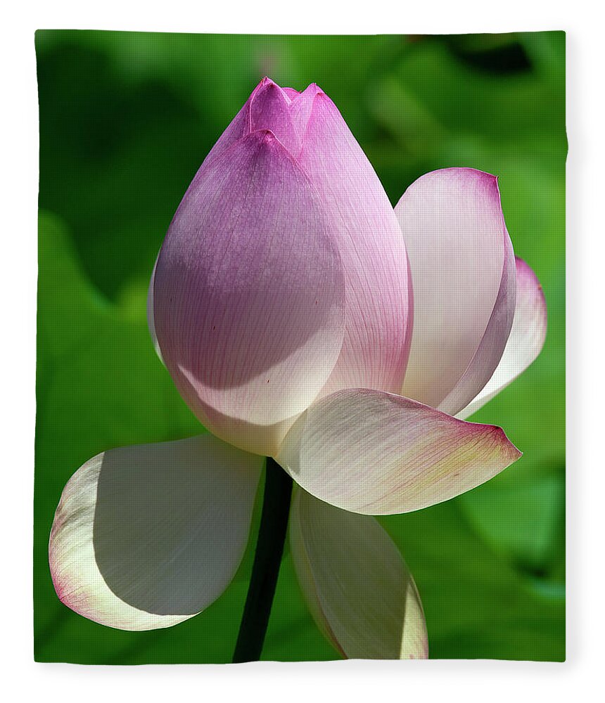 Lotus Fleece Blanket featuring the photograph Lotus Bud--Showing a Blush of Pink ii DL0092 by Gerry Gantt