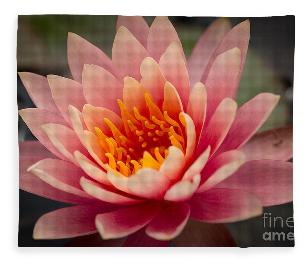 Lotus Fleece Blanket featuring the photograph Lotus Flower by Ana V Ramirez
