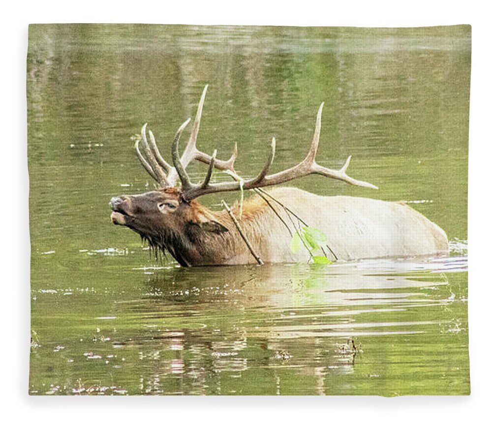Elk Fleece Blanket featuring the photograph Love Songs by Holly Ross