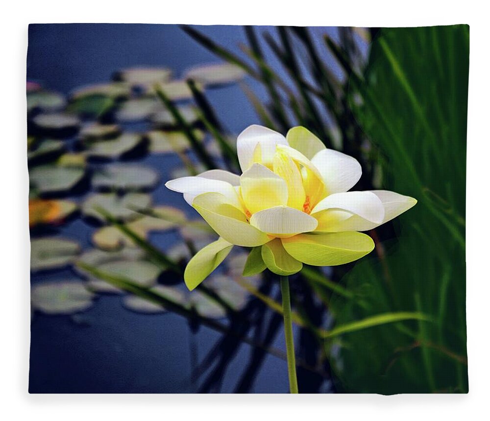 Lotus Fleece Blanket featuring the photograph Lovely Lotus by Jessica Jenney
