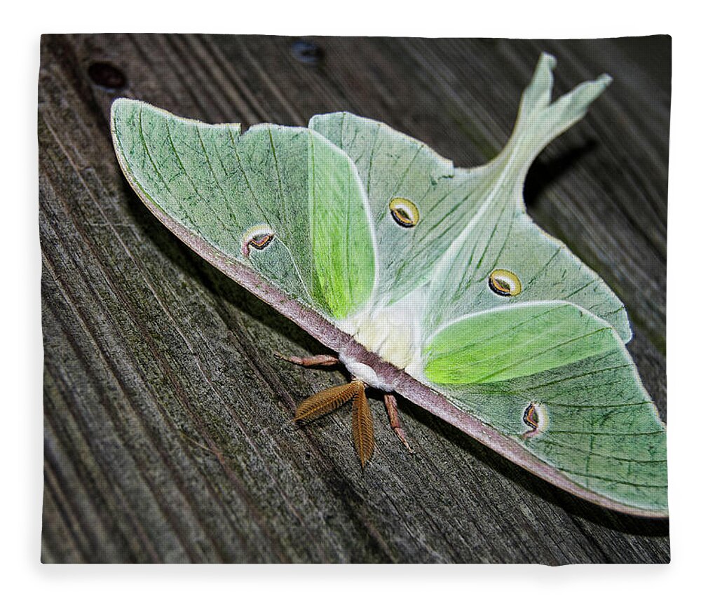 Luna Fleece Blanket featuring the photograph Luna Moth by Amber Flowers