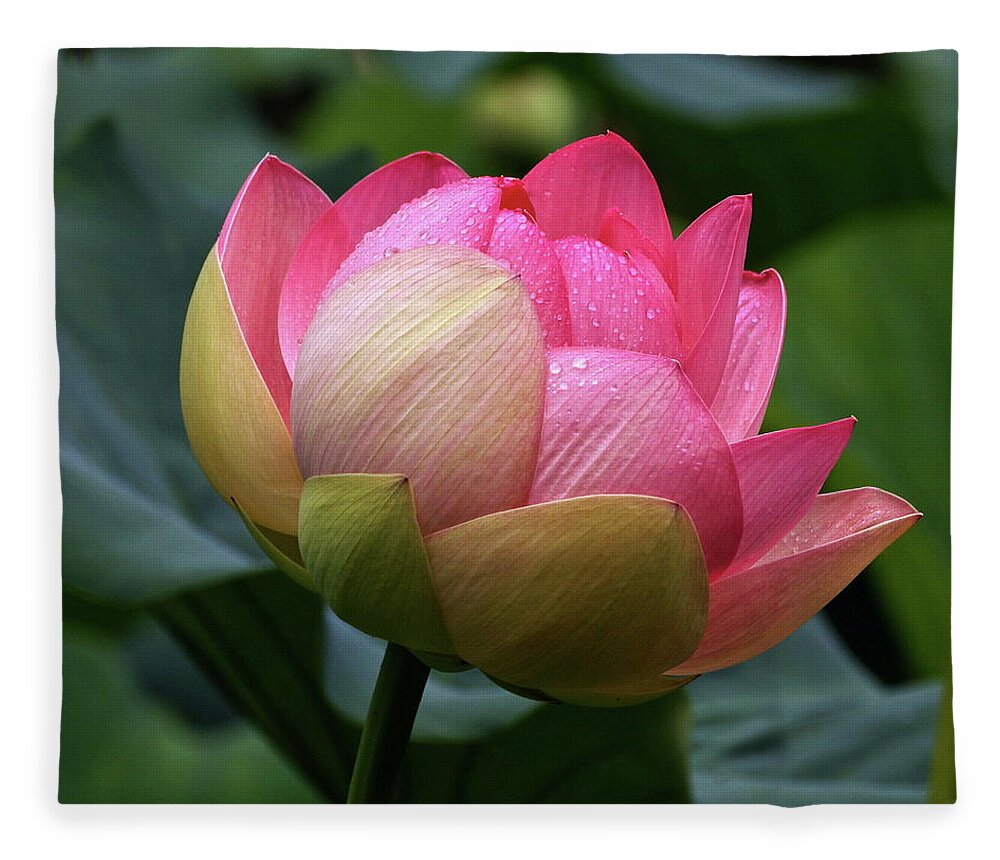 Single Lotus With Raindrops Fleece Blanket featuring the photograph Luscious Lotus With Raindrops by Byron Varvarigos