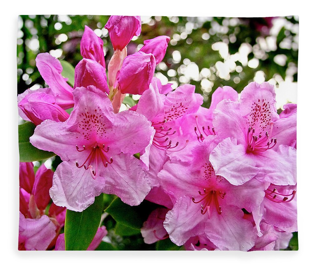 Lush Fleece Blanket featuring the photograph Lush spring of the pink rhododendrons. by Elena Perelman