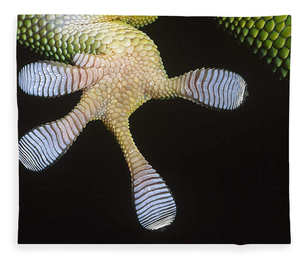 Fn Fleece Blanket featuring the photograph Madagascar Day Gecko Phelsuma by Ingo Arndt