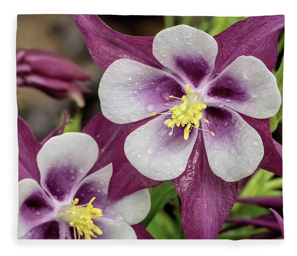 Aquilegia Fleece Blanket featuring the photograph Magenta Columbines with Dew Drops by Dawn Key