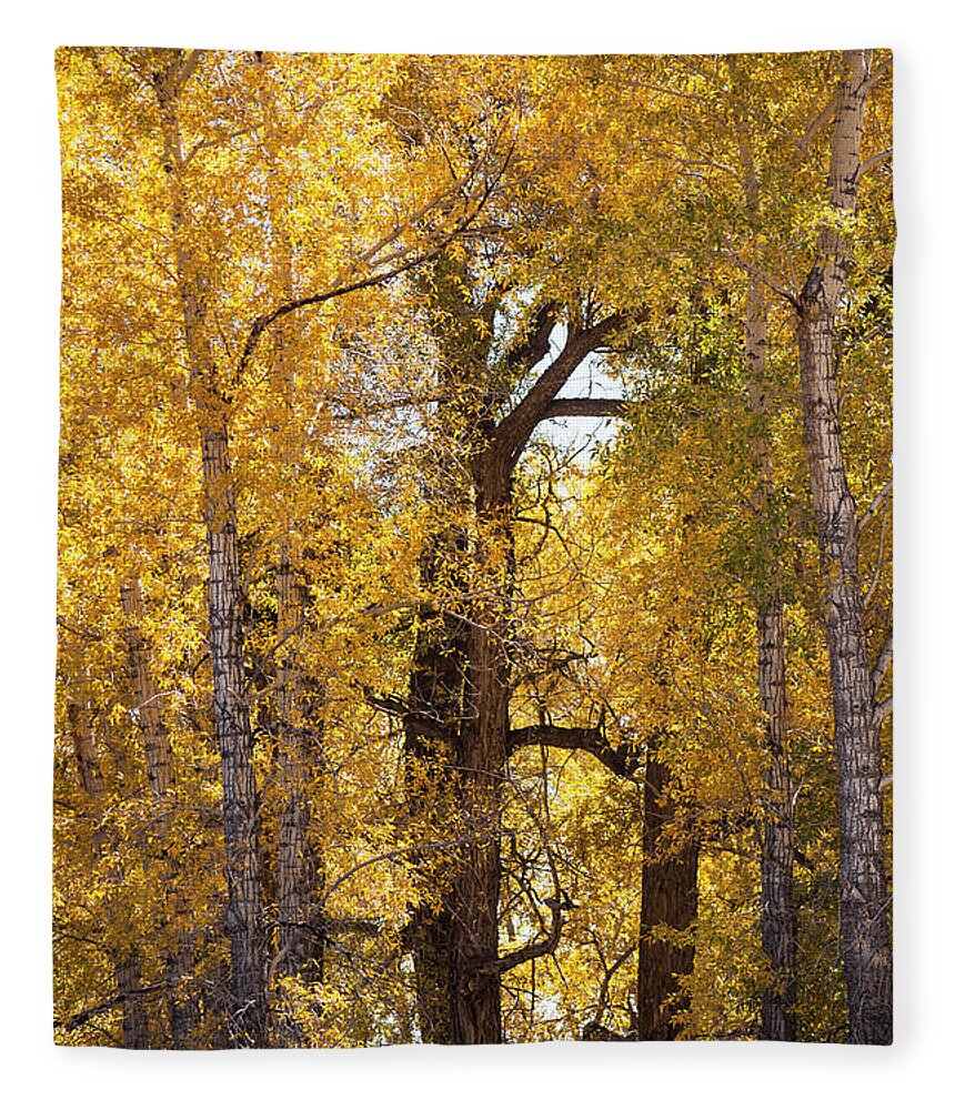 Gold Fleece Blanket featuring the photograph Majestic Aspens by Marilyn Hunt