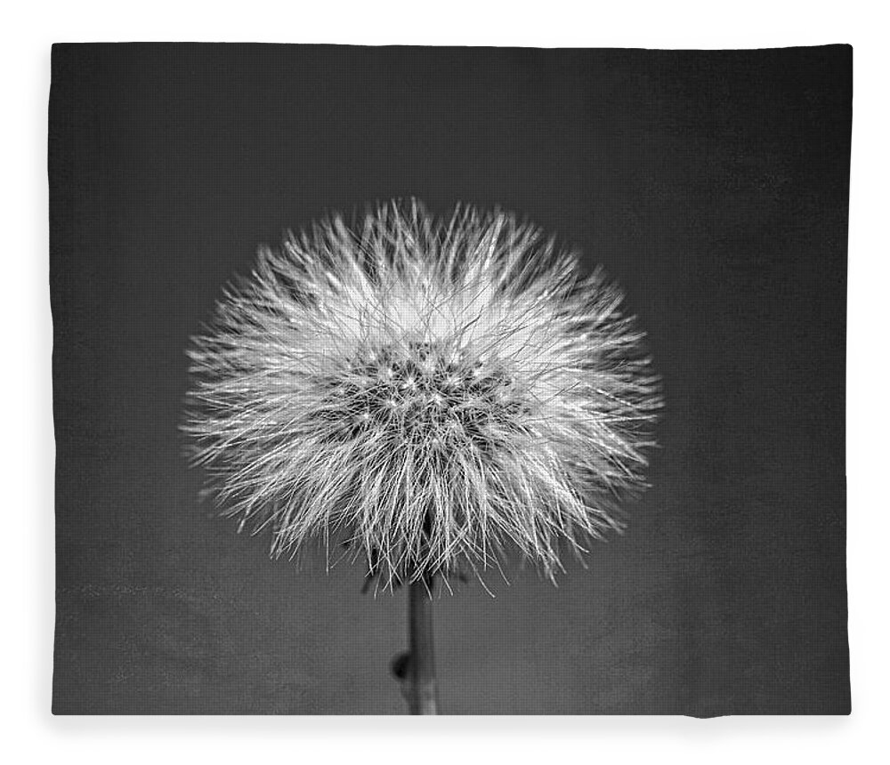 Dandelion Fleece Blanket featuring the photograph Make a Wish on a Dandelion by Catherine Reading