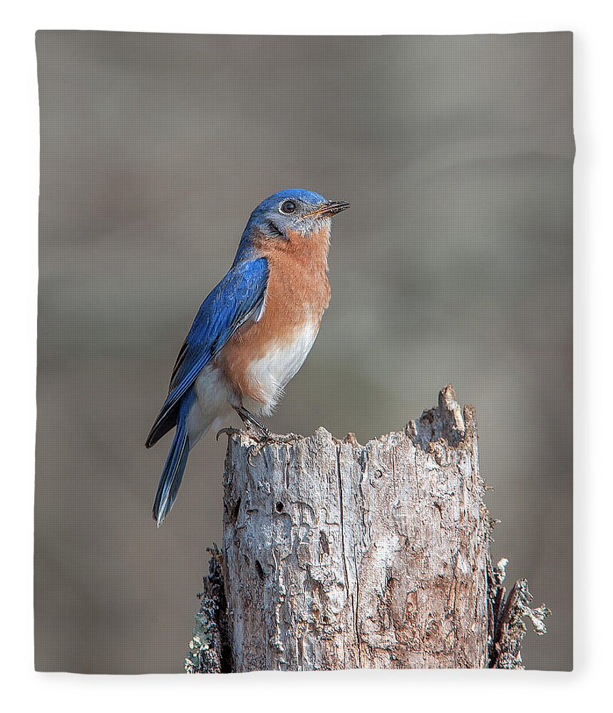 Nature Fleece Blanket featuring the photograph Male Eastern Bluebird Singing DSB0287 by Gerry Gantt