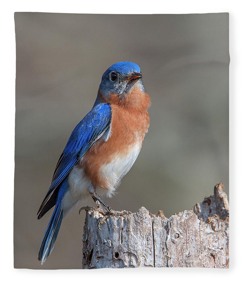 Nature Fleece Blanket featuring the photograph Male Eastern Bluebird Singing DSB0288 by Gerry Gantt