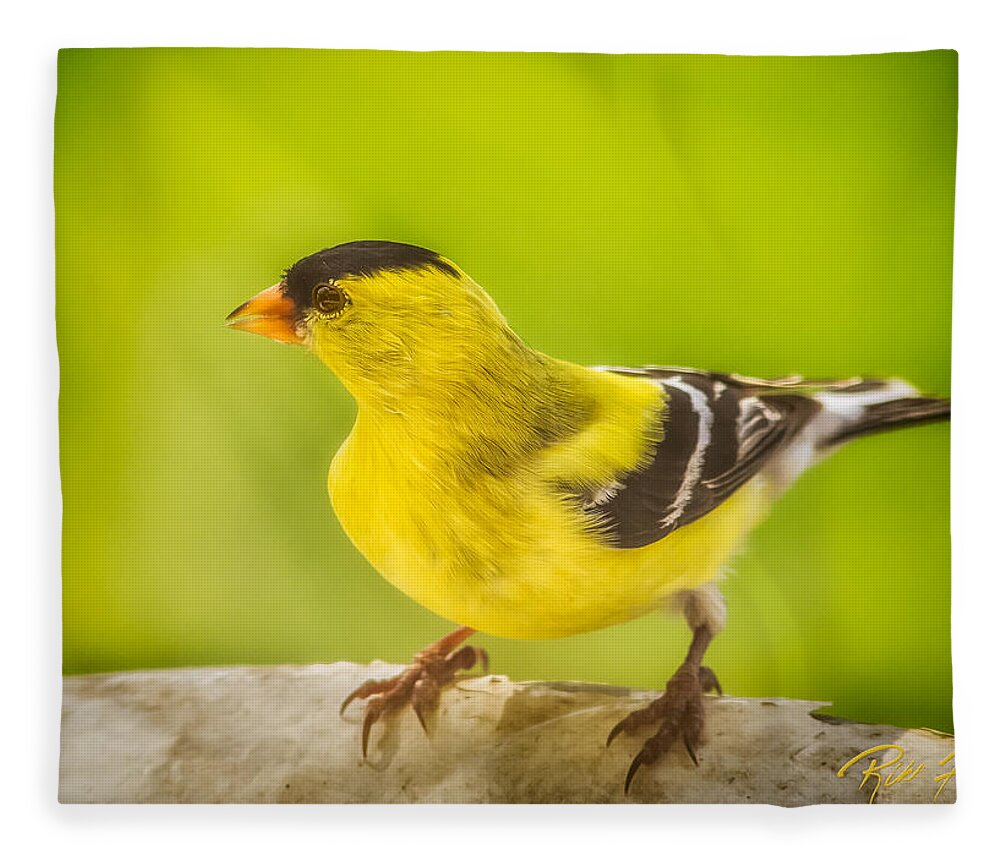Animals Fleece Blanket featuring the photograph Male Goldfinch by Rikk Flohr