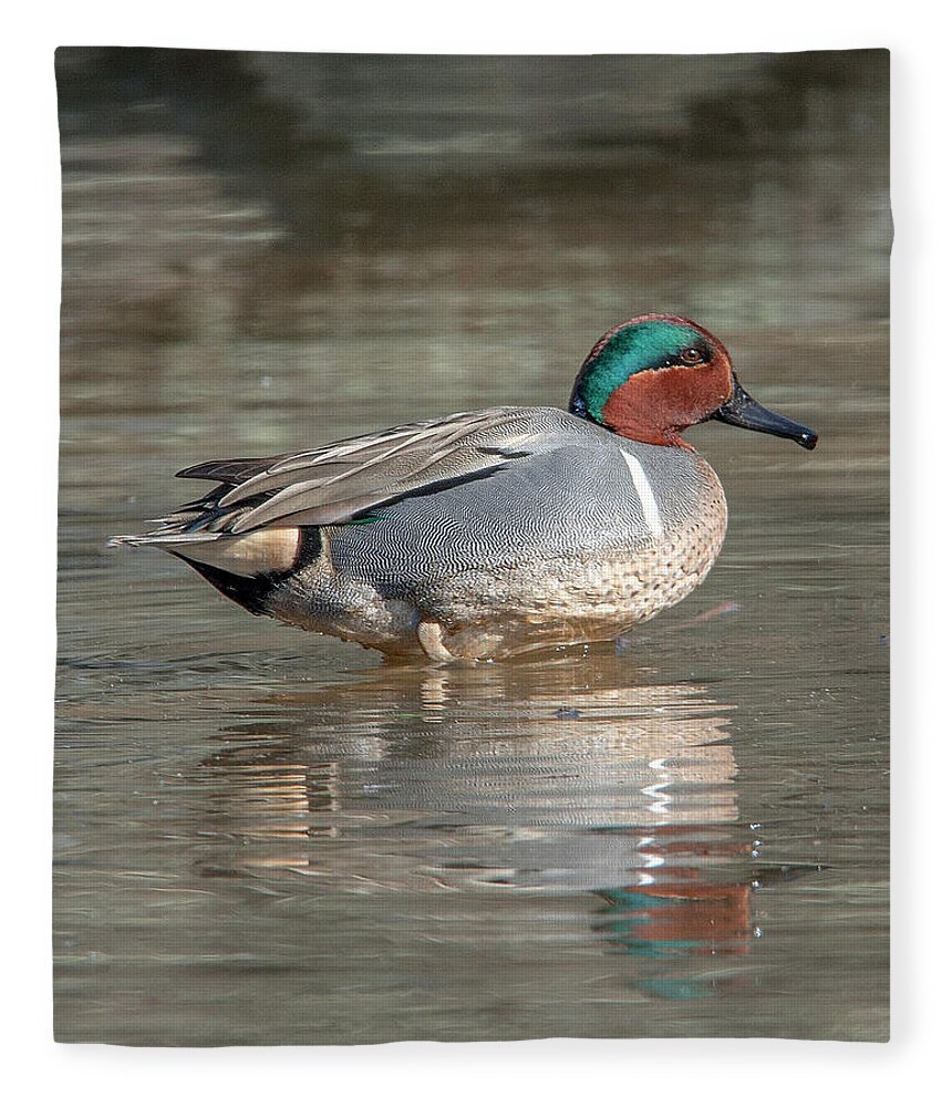 Nature Fleece Blanket featuring the photograph Male Green-winged Teal DWF0171 by Gerry Gantt