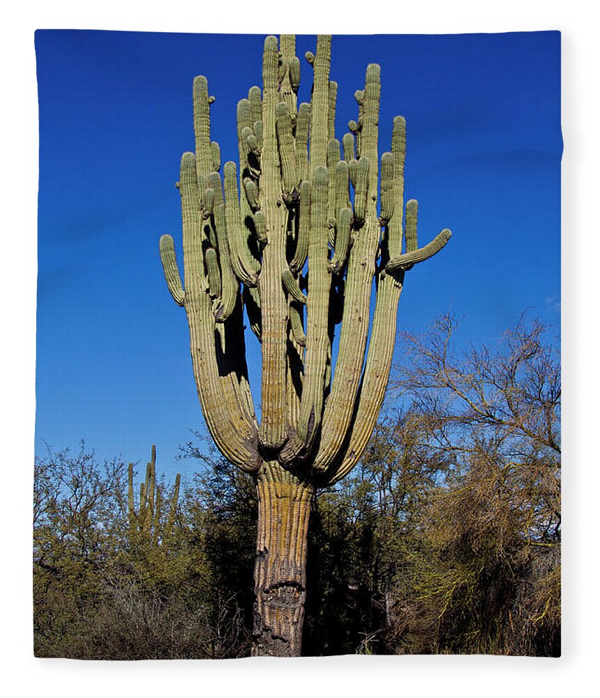 Arizona Fleece Blanket featuring the photograph Many Arms by Kathy McClure