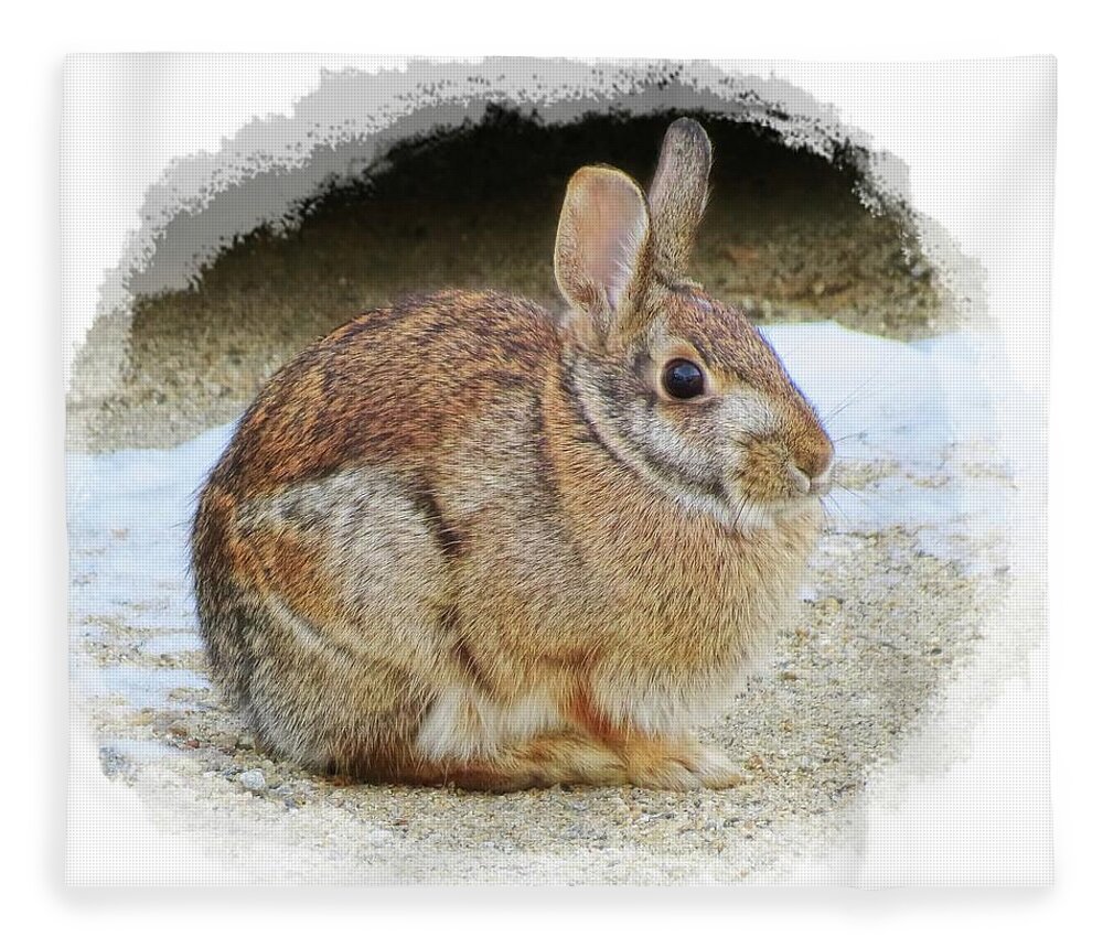 Rabbit Fleece Blanket featuring the photograph March Rabbit with Vignette by MTBobbins Photography