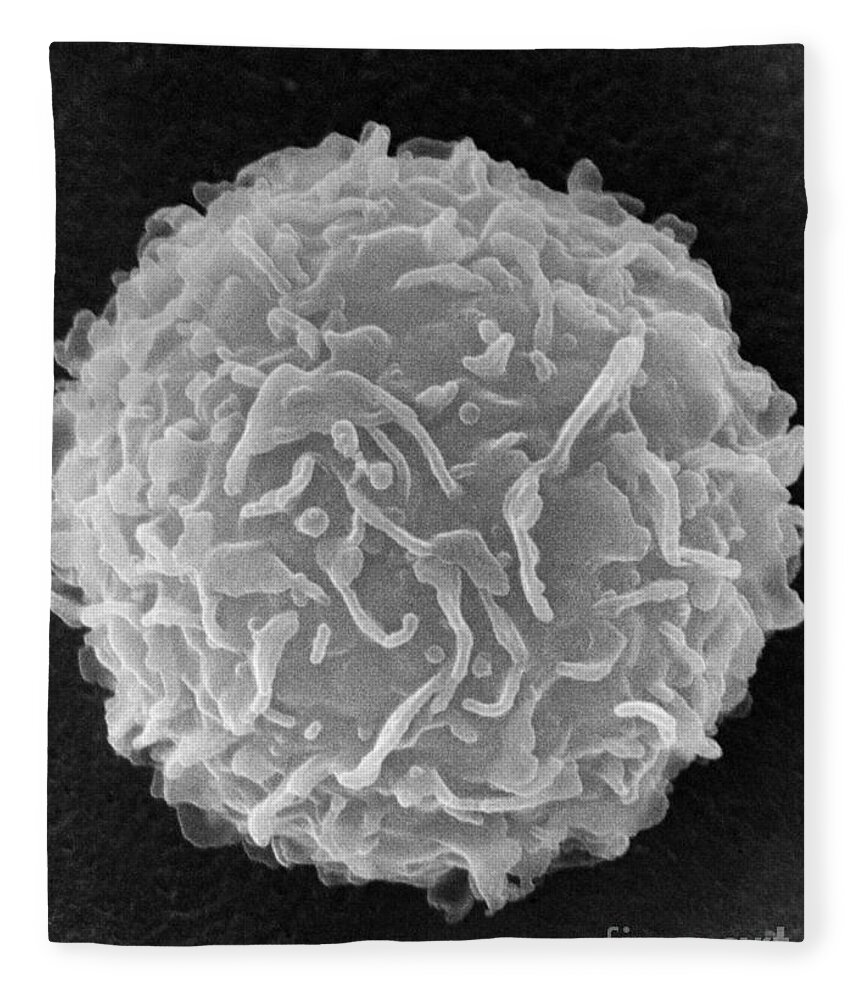 Biology Fleece Blanket featuring the photograph Mast Cell SEM by Don Fawcett and E Shelton and Photo Researchers