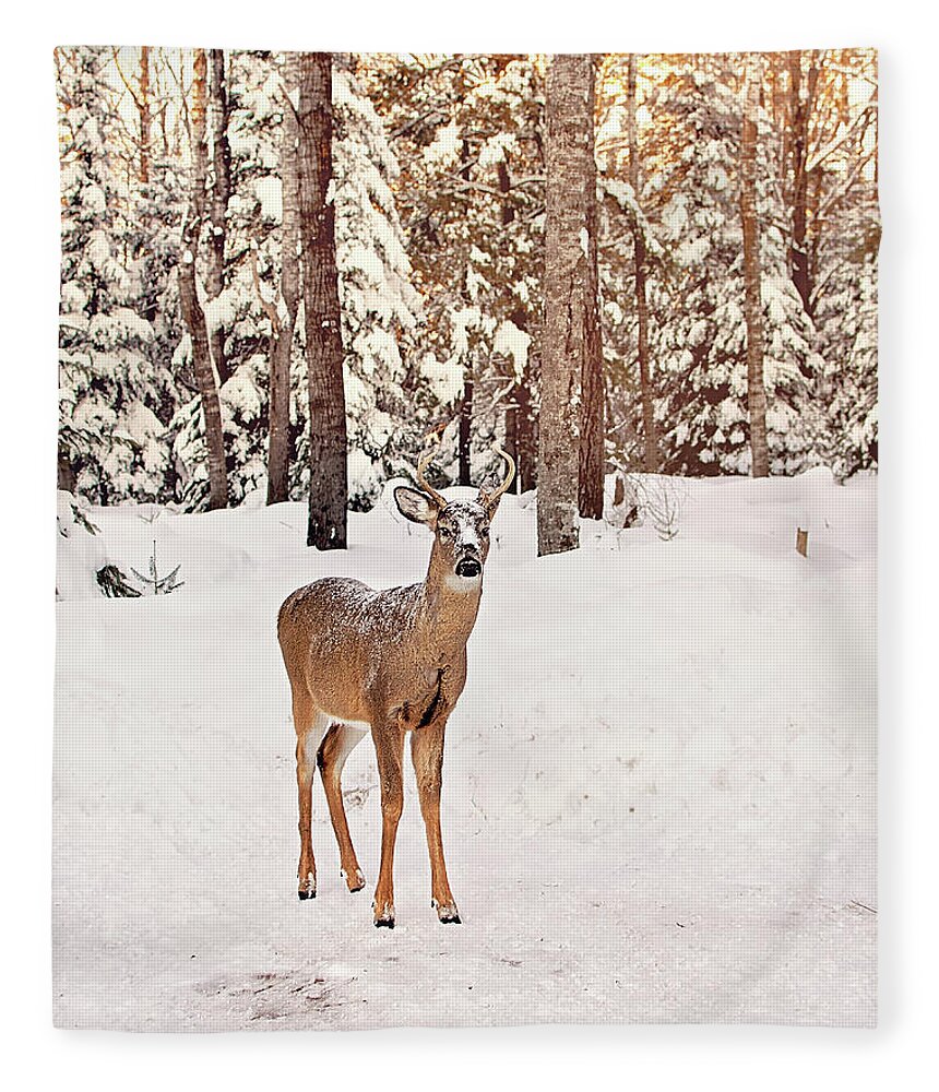 Michigan Whitetail Deer Fleece Blanket featuring the photograph Michigan Whitetail Print by Gwen Gibson