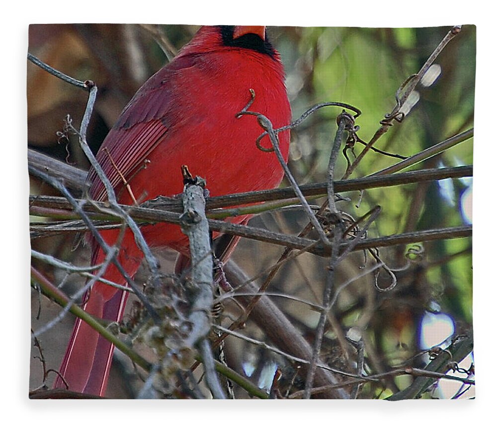 Cardinal Fleece Blanket featuring the digital art Mister Cardinal by DigiArt Diaries by Vicky B Fuller