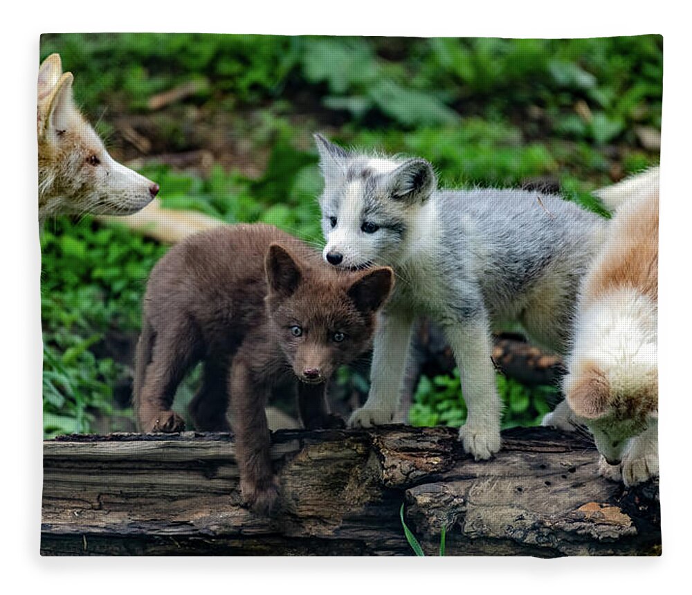 Fox Cubs Fleece Blanket featuring the photograph Mom fox and her cubs by Sam Rino