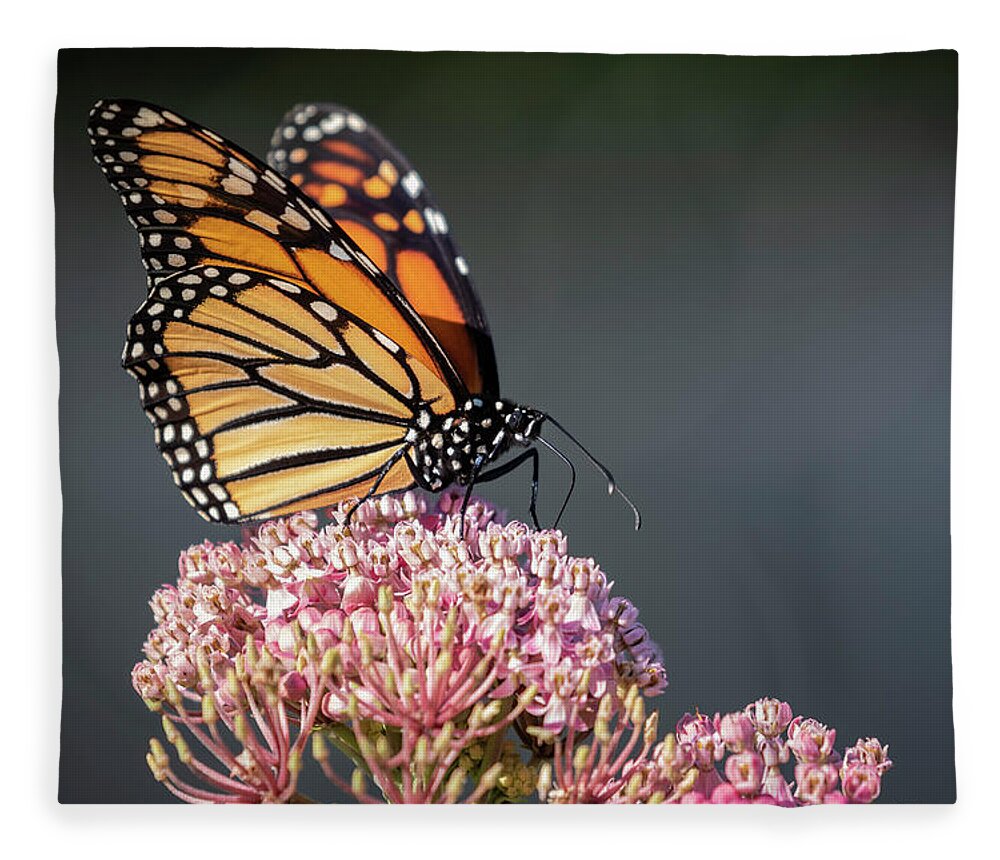 Monarch Butterfly Fleece Blanket featuring the photograph Monarch 2018-6 by Thomas Young