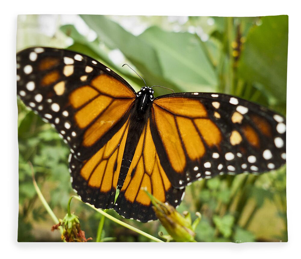 Nature Fleece Blanket featuring the photograph Monarch Butterfly II by Heiko Koehrer-Wagner