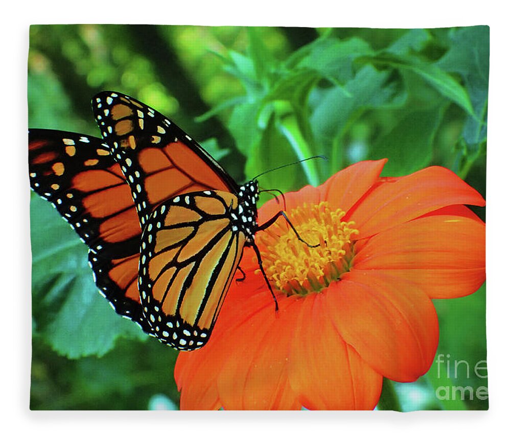 Monarch Fleece Blanket featuring the photograph Monarch on Mexican Sunflower by Nicole Angell