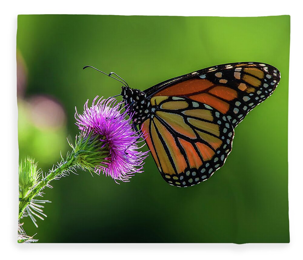 Monarch Butterfly Purple Thistle Flower Green Spring Horizontal Landscape Scenic Fleece Blanket featuring the photograph Monarch on purple Canada Thistle by Peter Herman