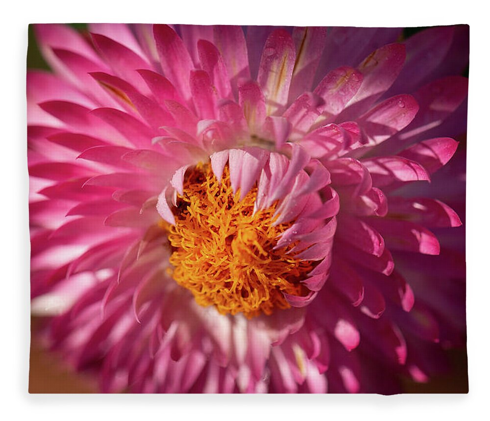Flower Fleece Blanket featuring the photograph Monster Rose by Carrie Hannigan