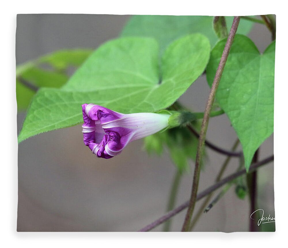 Morning Glory Fleece Blanket featuring the photograph Morning Glory Opening by Jackson Pearson