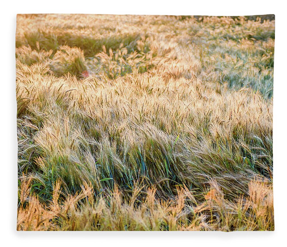 Landscape Fleece Blanket featuring the photograph Morning Wheat by Joe Shrader