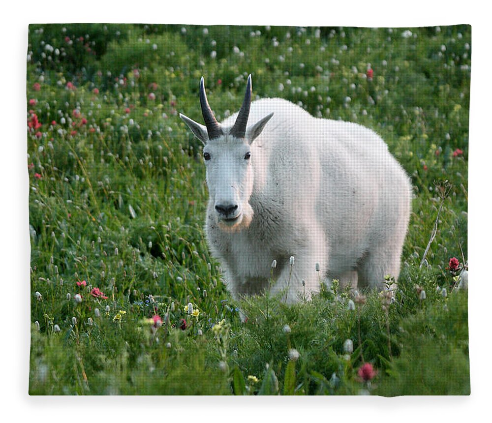 Mountain Goat Fleece Blanket featuring the photograph Mountain Goat and Wildflowers by Brett Pelletier